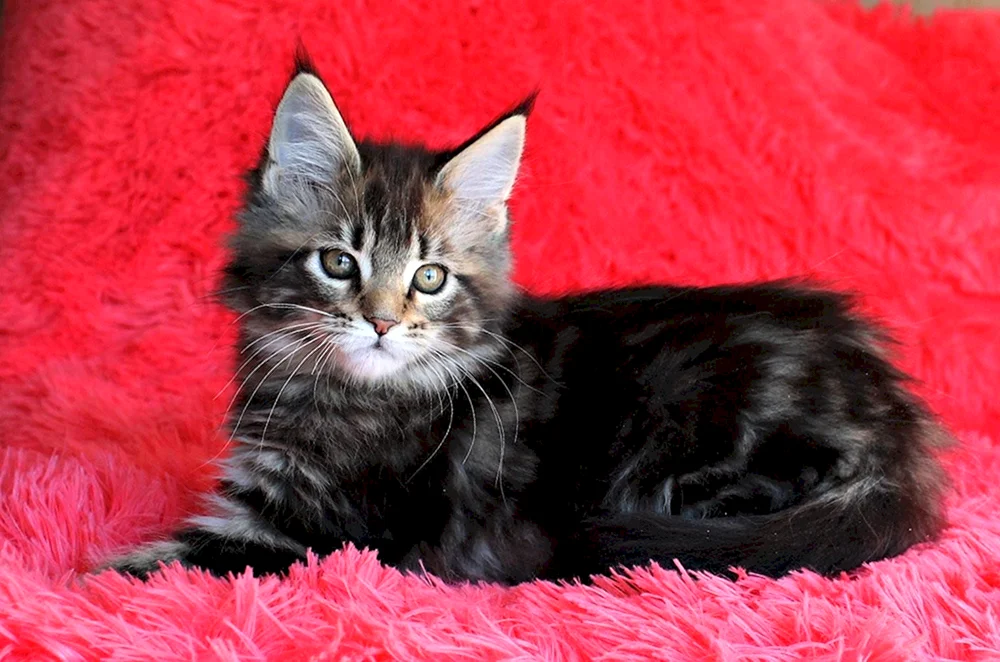 Schwarz marmoriert Maine Coon