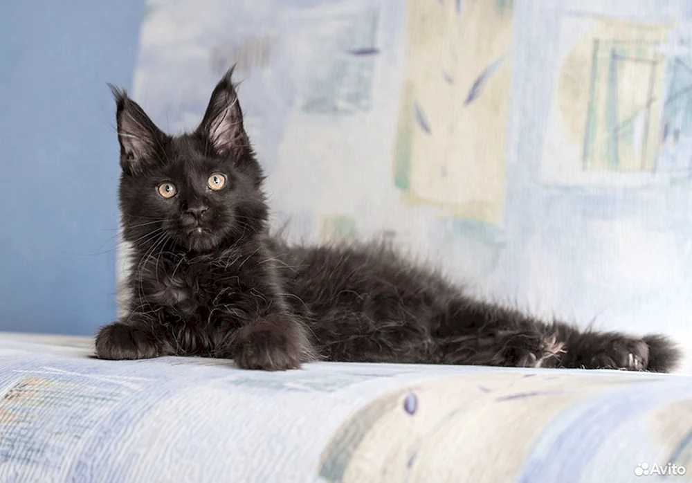 Maine Coon Black