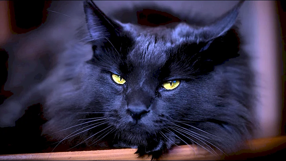 Maine Coon schwarz