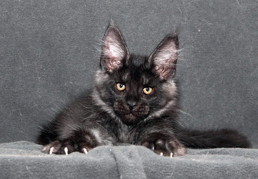 Maine Coon Black