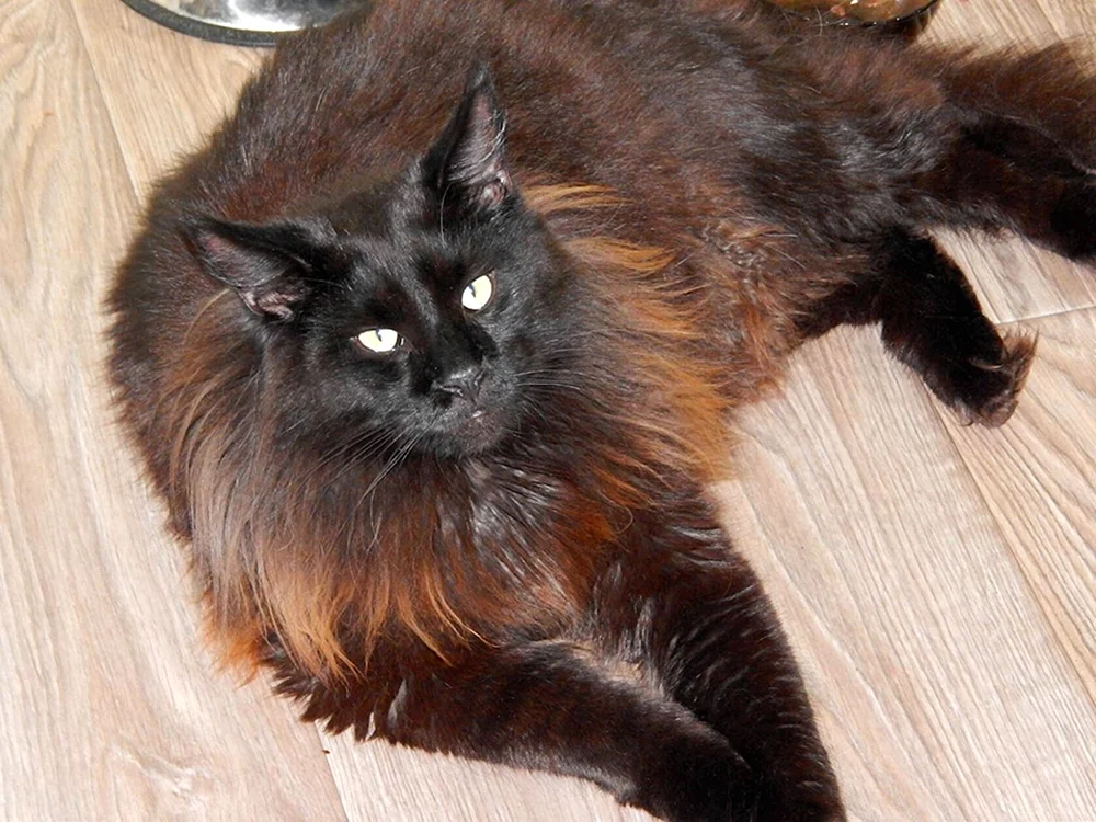 Maine Coon Black