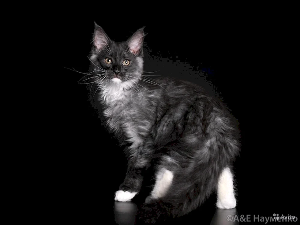 Maine Coon schwarz