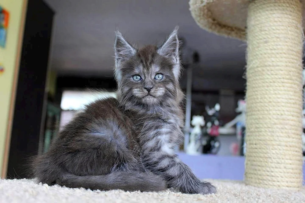 Maine Coon schwarz Solid
