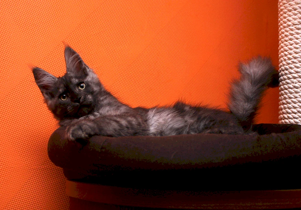 Maine Coon rauchig schwarz