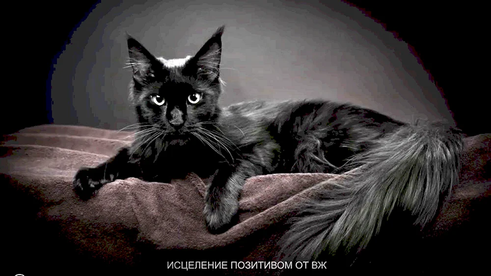 Maine Coon schwarz