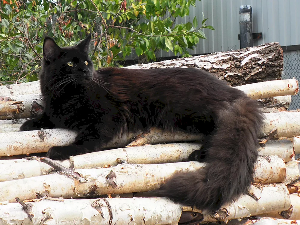 Maine Coon schwarz Solide