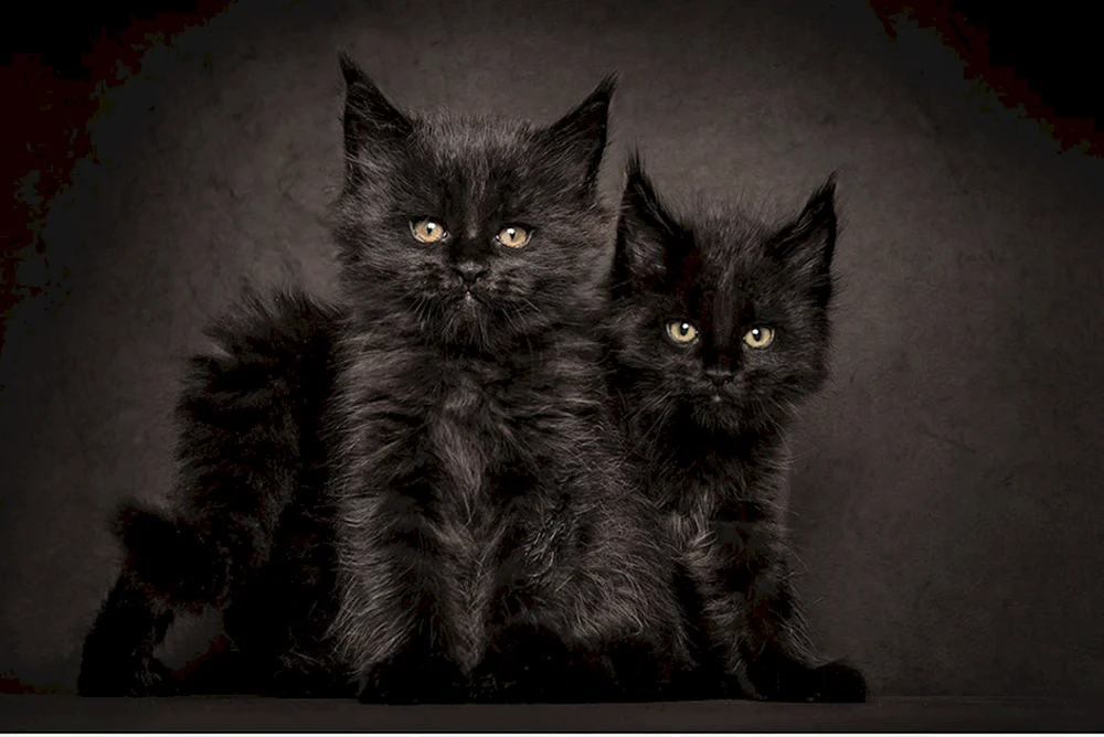 Maine Coon schwarz