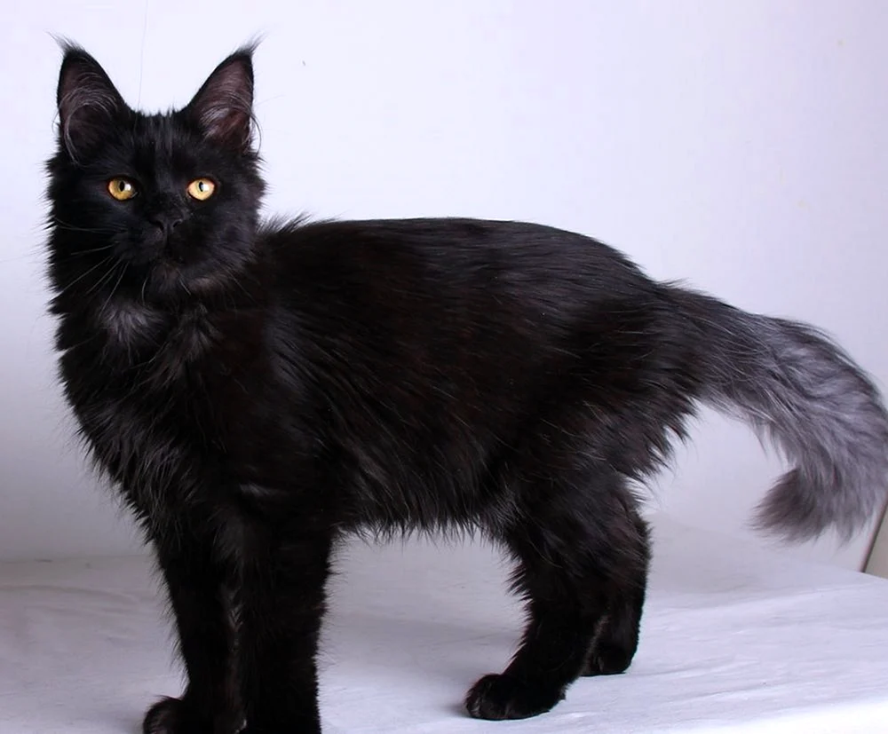 Maine Coon schwarz