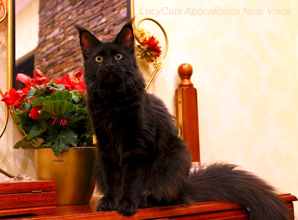 Maine Coon schwarz