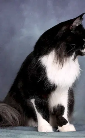 Maine Coon schwarz