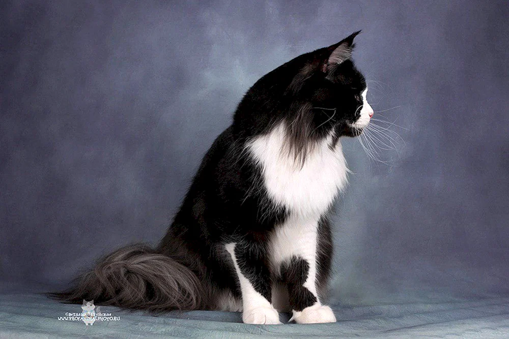 Maine Coon schwarz