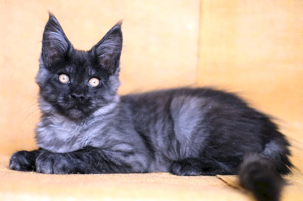 Maine Coon Black Smoke on Silver