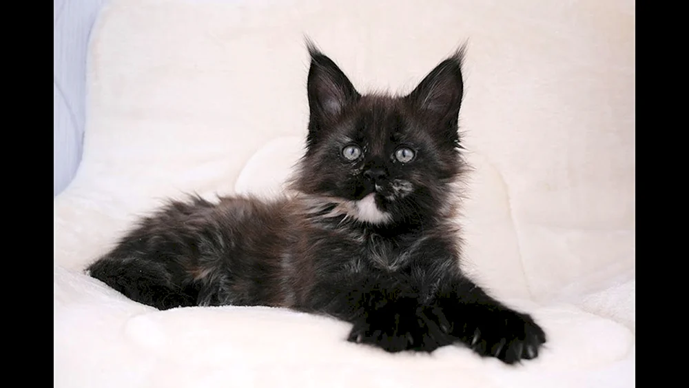 Maine Coon Black Smoke on Silver