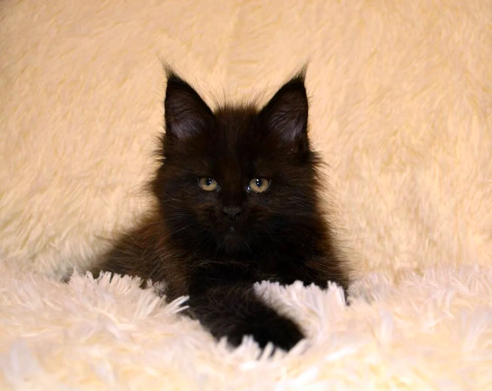 Maine Coon schwarz glatthaarig