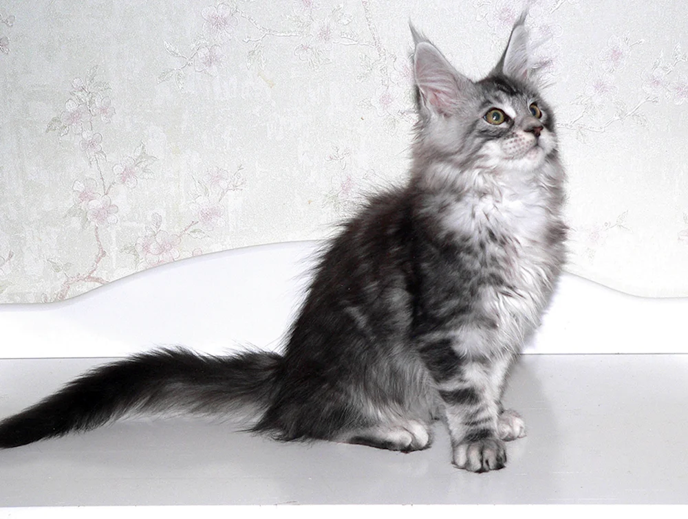 Maine Coon schwarz