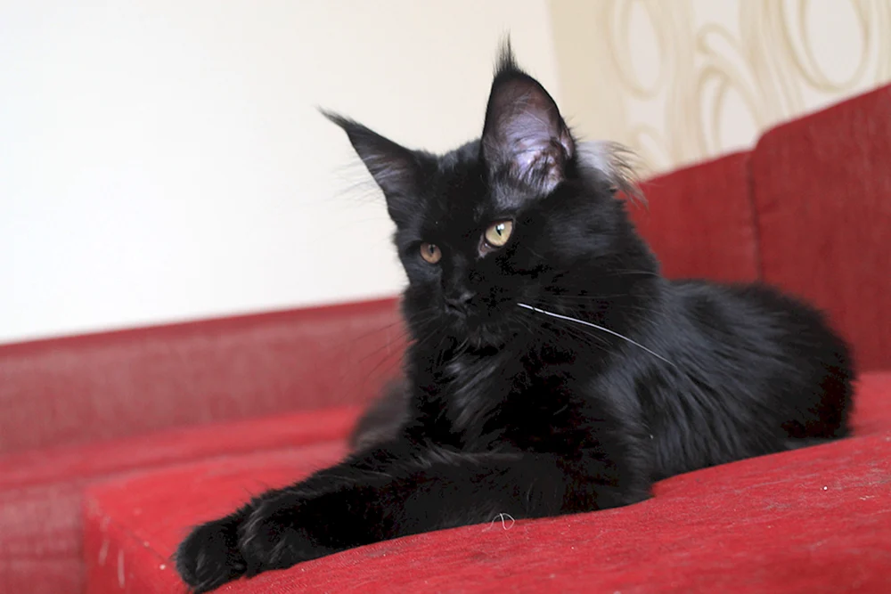 Sibirische Maine Coon schwarz