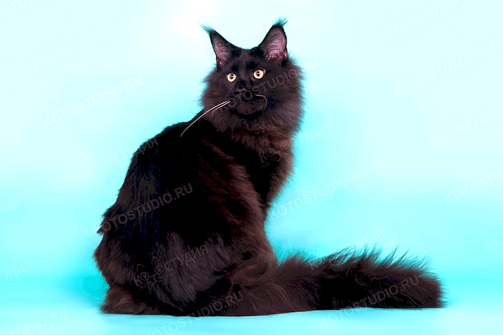 Maine Coon schwarz Solide
