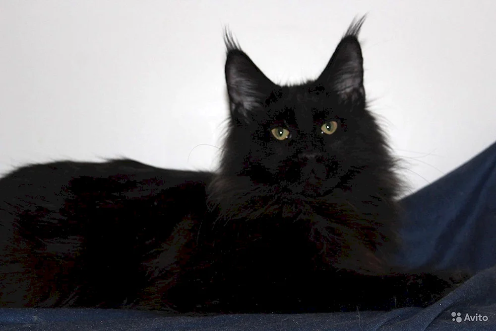 Maine Coon schwarz Solid