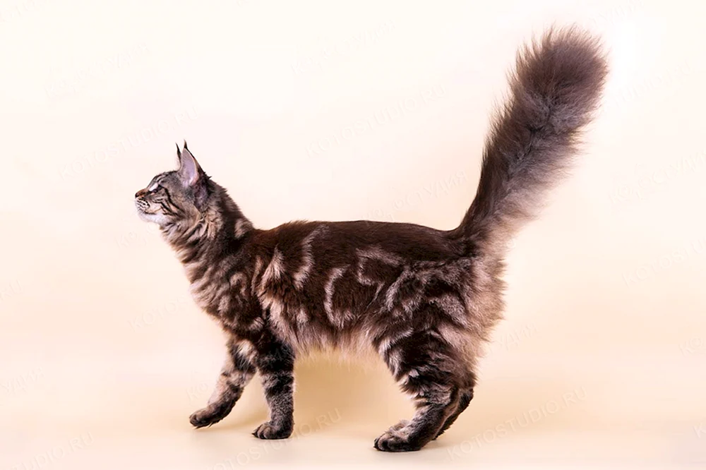 Schwarz marmoriert Maine Coon