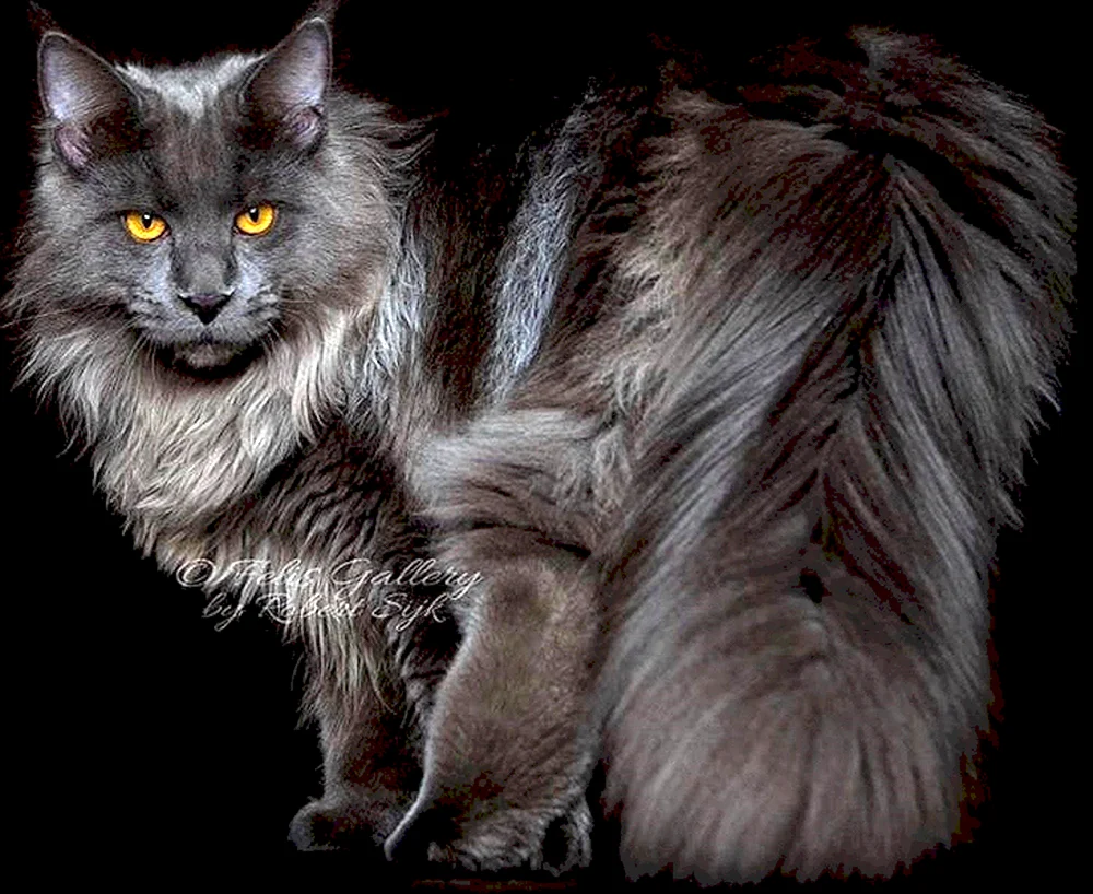 Maine Coon Smoky