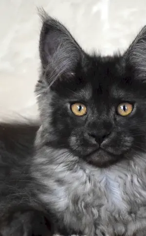 Waschbär Smoky Black
