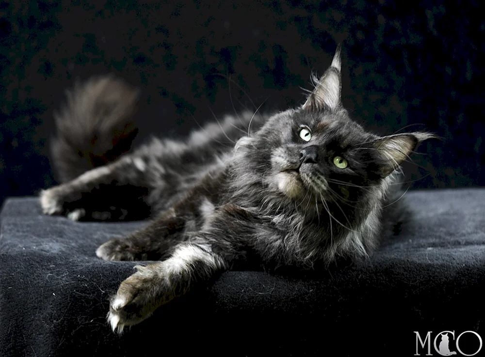 Maine Coon schwarzMaine Coon