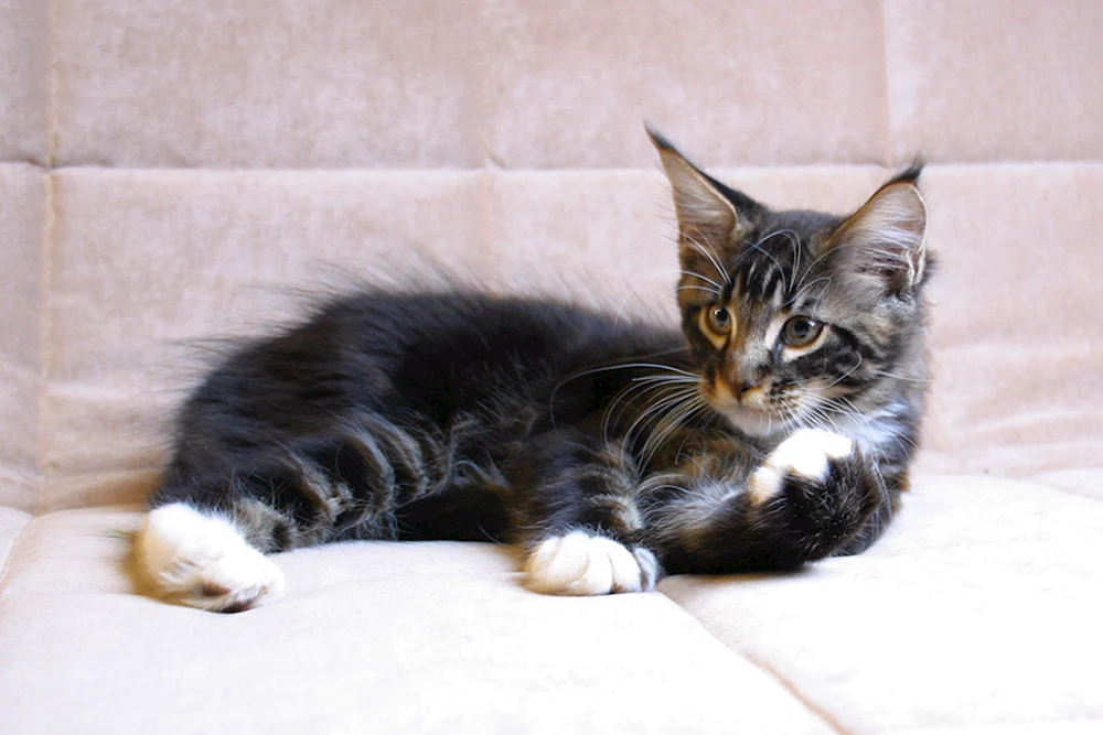 Maine Coon Kätzchen 3 Monate alt