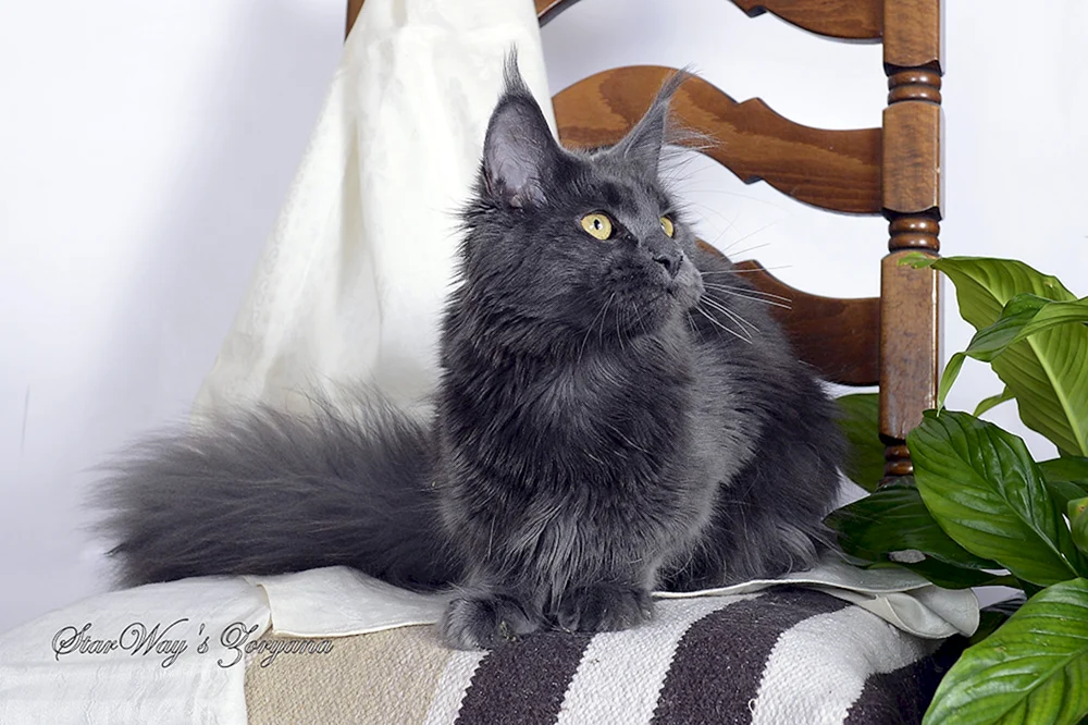 Maine Coon blau besohlt.