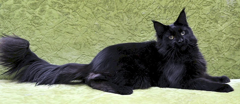 Maine Coon und orientalisch