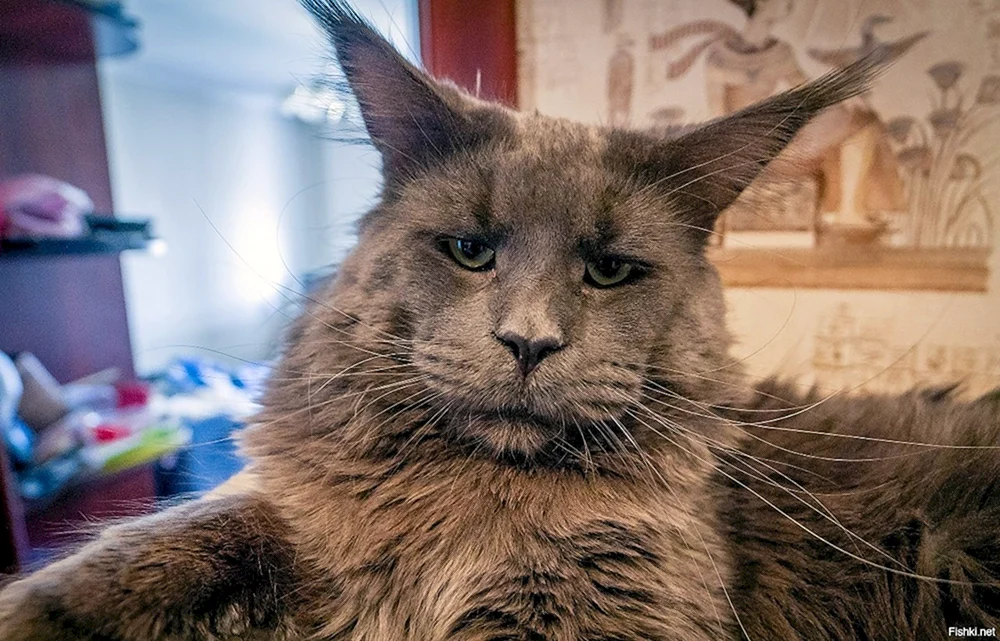 Georgische Orientalische Katzenrasse