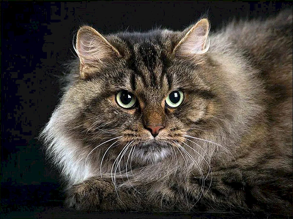 Sibirische Langhaarkatze