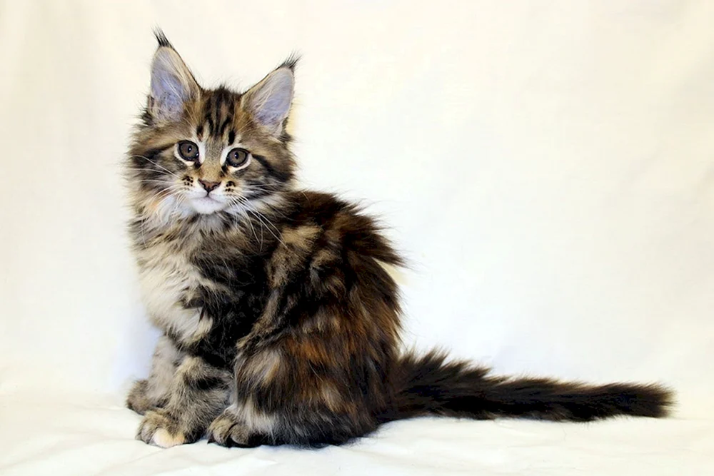 Maine Coon. Waschbär