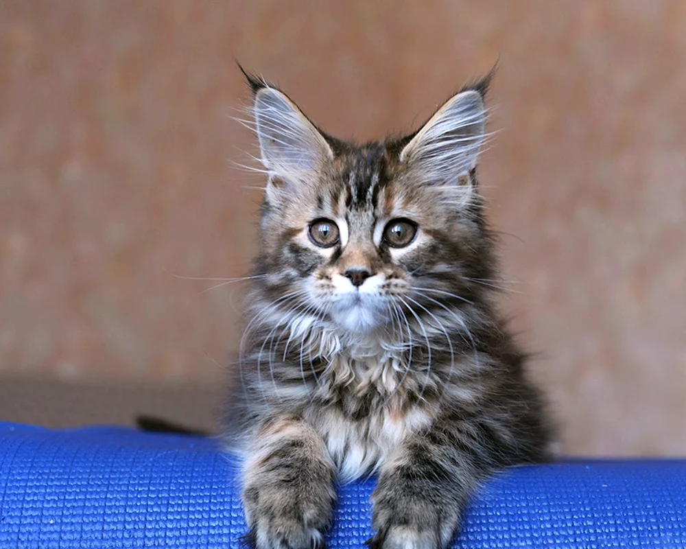 Maine Coon rot Kätzchen