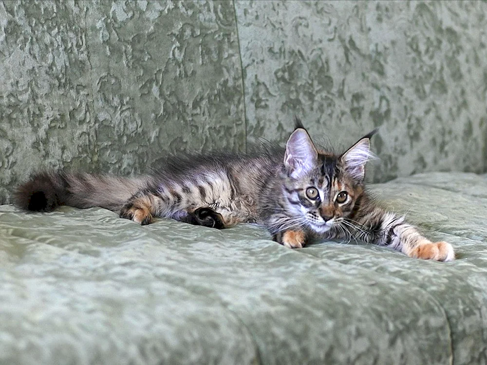 Maine Coon rot Katze