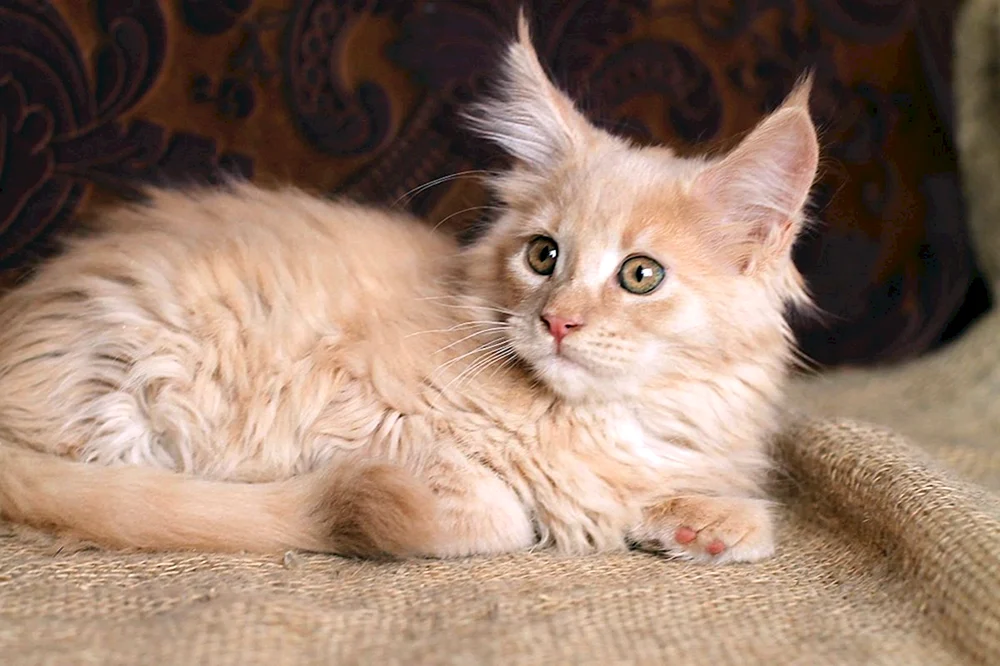 Maine Coon Kätzchen.