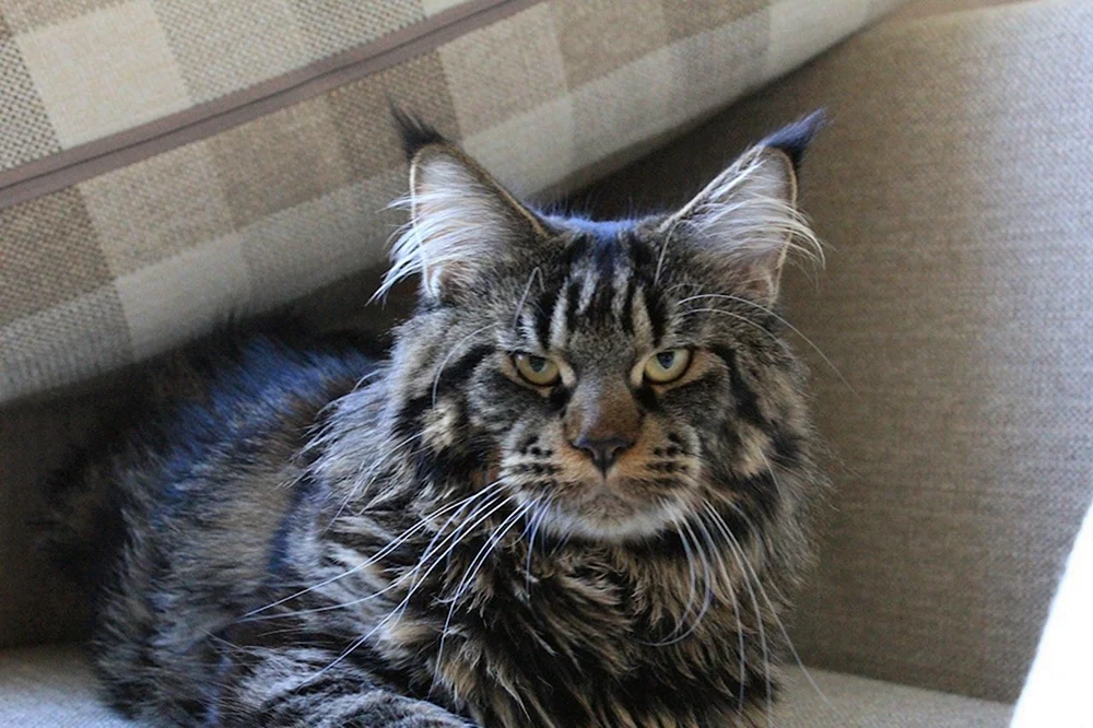 Mix Maine Coon und Schotte