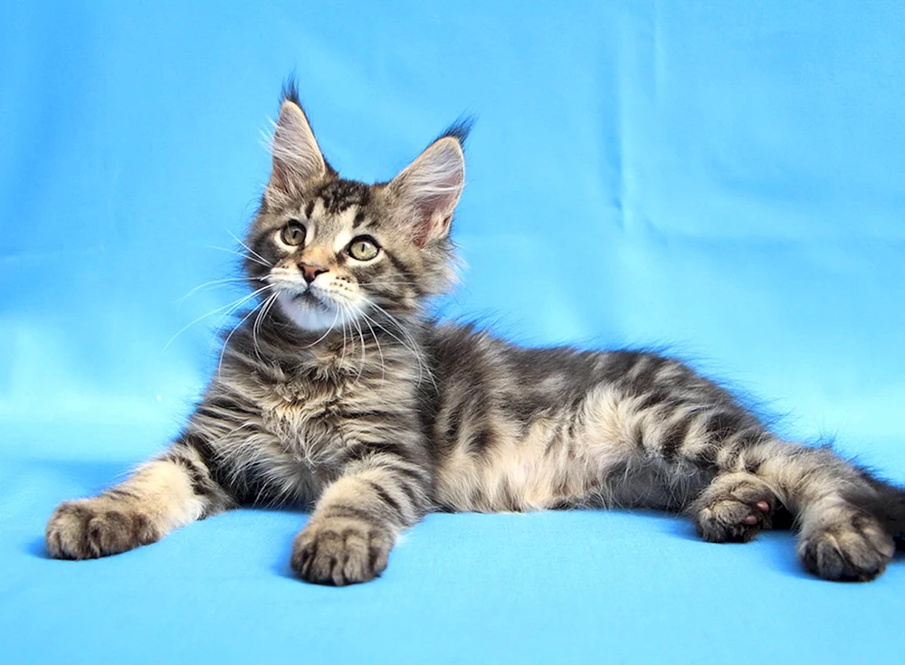 Schwarz marmoriert Maine Coon