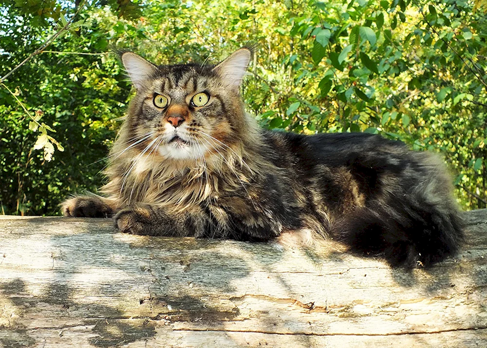 Schwarz marmoriert Maine Coon
