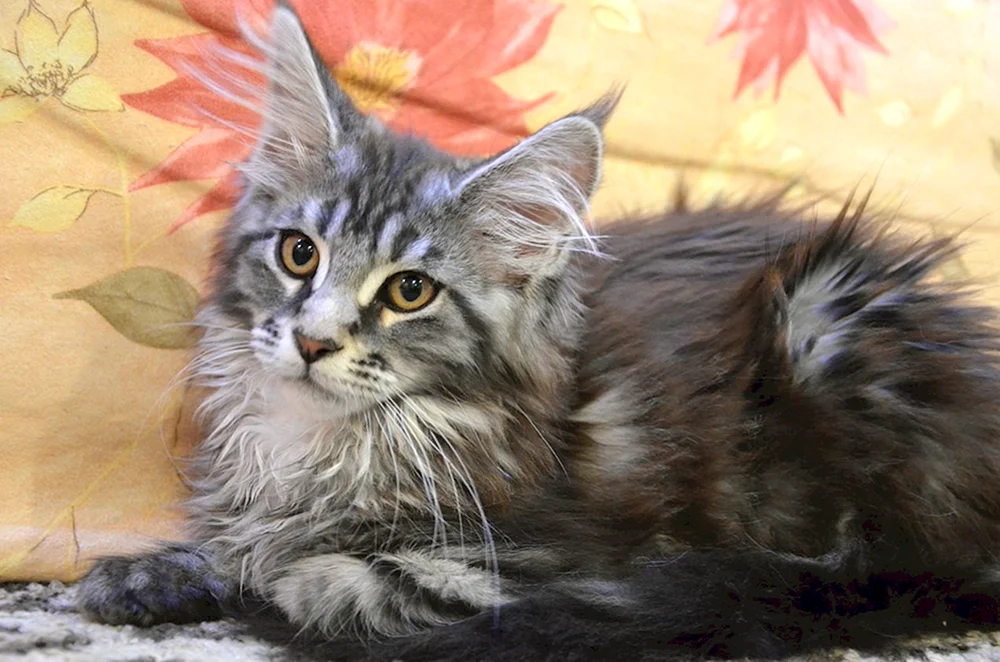 Maine Coon grau marmoriert