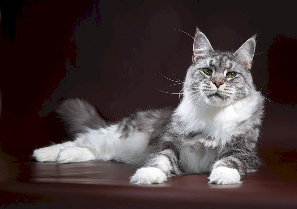 Maine Coon ns22