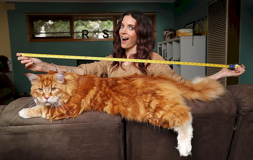 Main Coon