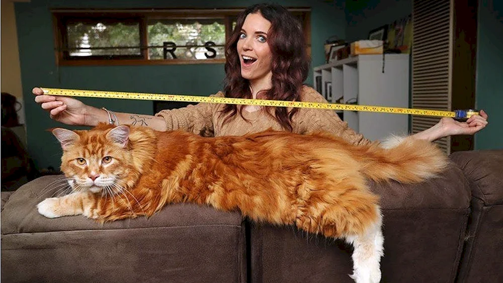 Maine Coon Katze Omar
