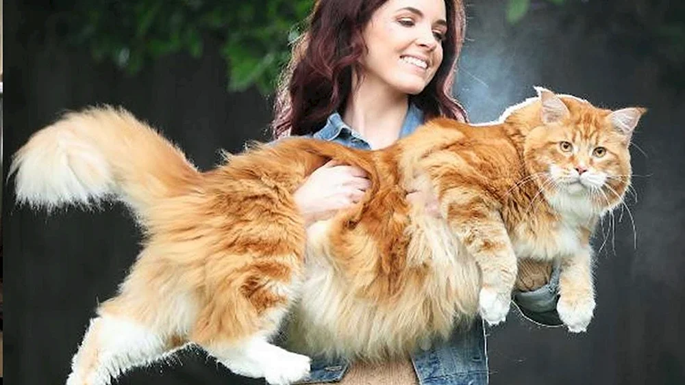Große Maine Coon