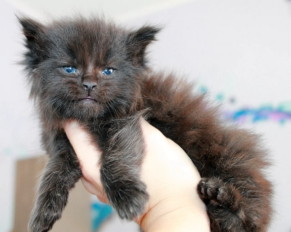 Maine Coon Mix