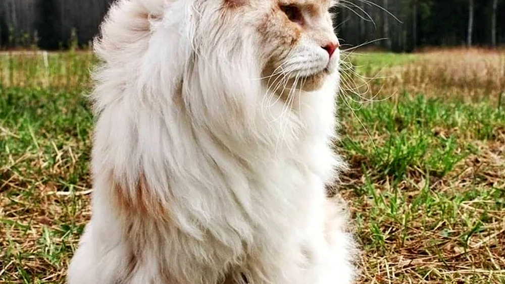 Maine Coon Kefir Katze