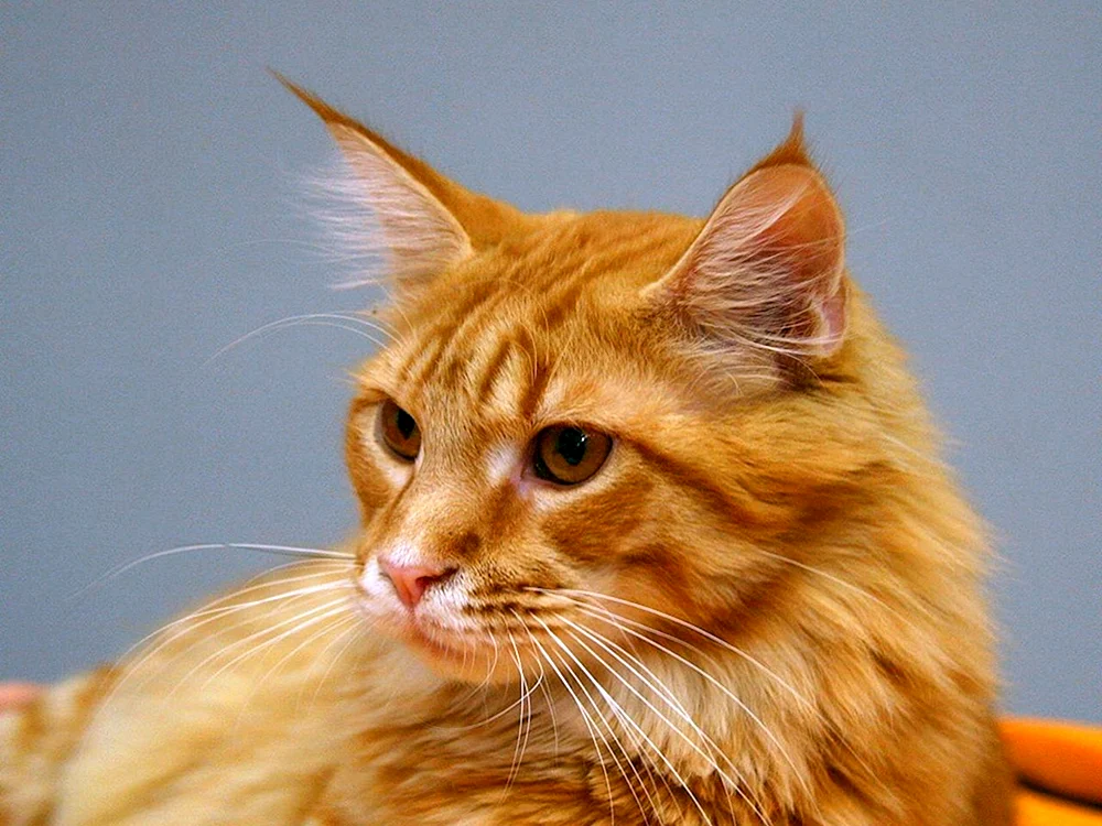 Maine Coon Katze ingwer