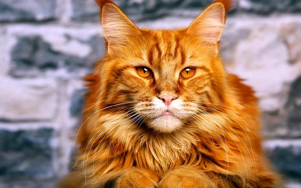 Maine Coon ingwer Katze