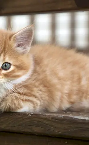 Maine Coon ingwer