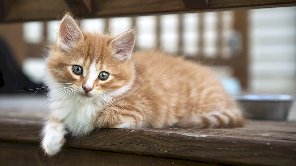 Maine Coon ingwer