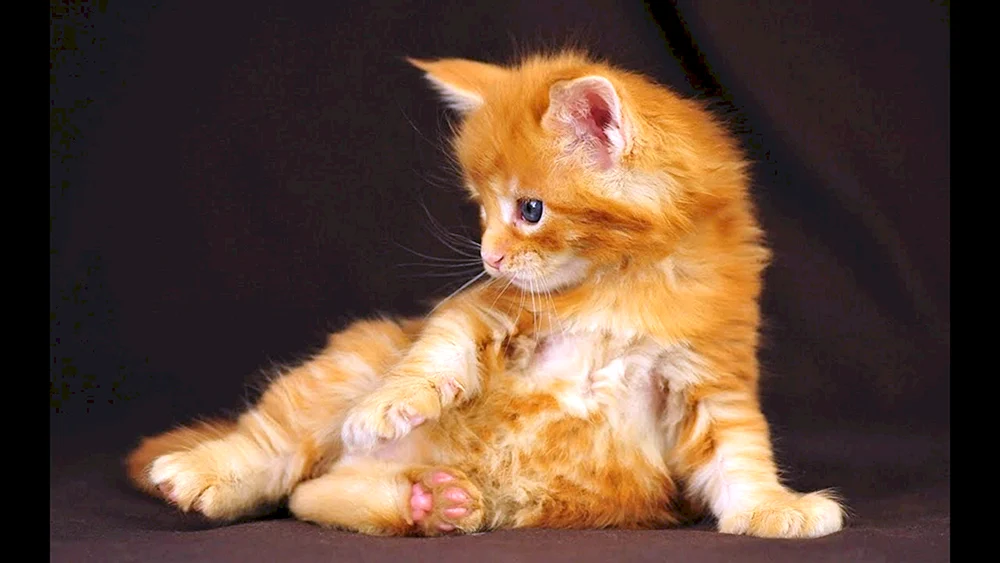 Maine Coon ingwer